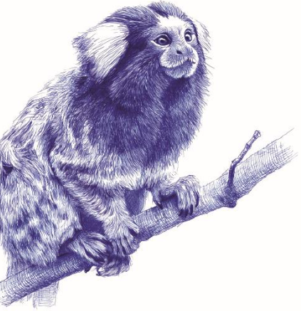 Desenho Macaco