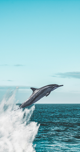 Gastronomia Cosmopolita